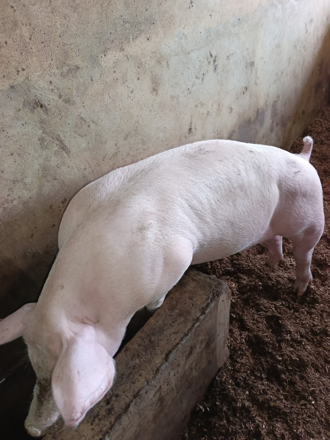 Porc élevé à la ferme