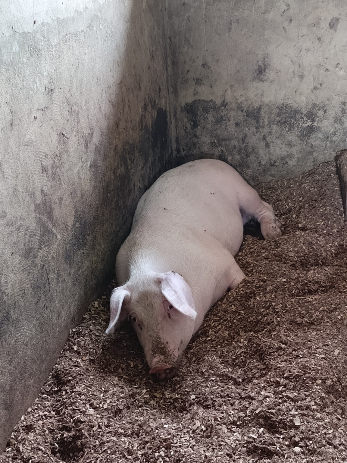 Porc de la ferme